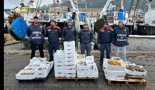 Ancona – Pescato non tracciato e venduto per strada: sequestrati 400 kg 